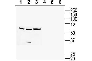 Western blot analysis of mouse  T-cell lymphoma cell line lysate (lanes 1 and 4), mouse J774 macrophage cell line lysate (lanes 2 and 5) and mouse WEHI B-cell lymphoma cell line lysate (lanes 3 and 6):1-3. (BST1 anticorps  (Extracellular))