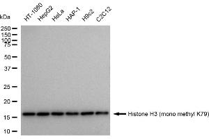 Western blotting analysis using Histone H3 (mono methyl K79) antibody (ABIN7798961).