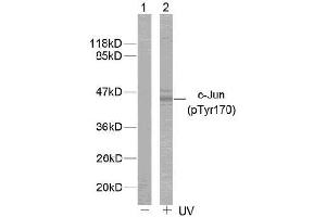 Image no. 1 for anti-Jun Proto-Oncogene (JUN) (pTyr170) antibody (ABIN196650) (C-JUN anticorps  (pTyr170))