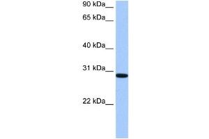 RALYL antibody used at 0.