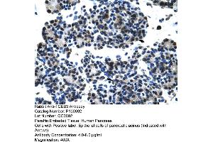 Human Pancrease (TCEB3 anticorps  (C-Term))
