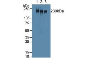 Figure. (MYH2 anticorps  (AA 1238-1472))