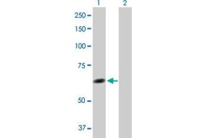 Western Blot analysis of TTC8 expression in transfected 293T cell line by TTC8 MaxPab polyclonal antibody. (TTC8 anticorps  (AA 1-505))