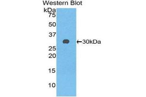 Western Blotting (WB) image for anti-Glutathione S-Transferase mu 3 (Brain) (GSTM3) (AA 8-223) antibody (ABIN1859094) (GSTM3 anticorps  (AA 8-223))