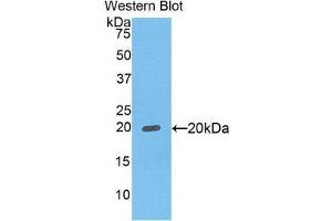 Western Blotting (WB) image for anti-Fc Fragment of IgG Binding Protein (FCGBP) (AA 5176-5344) antibody (ABIN1858831) (FCGBP anticorps  (AA 5176-5344))
