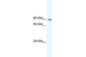 Western Blot showing STAT5B antibody used at a concentration of 5. (STAT5B anticorps  (Middle Region))