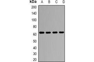 Western blot analysis of Kv9. (KCNS3 anticorps)