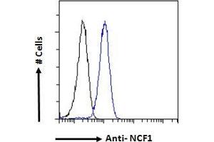 ABIN184583 Flow cytometric analysis of paraformaldehyde fixed HeLa cells (blue line), permeabilized with 0.