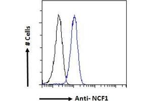 ABIN184583 Flow cytometric analysis of paraformaldehyde fixed HeLa cells (blue line), permeabilized with 0. (NCF1 anticorps  (C-Term))