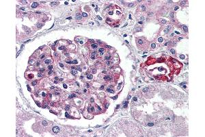 Anti-GPR150 antibody IHC of human kidney. (GPR150 anticorps  (C-Term))