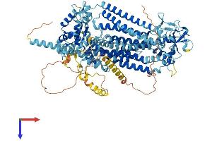 AlphaFold protein structure predicition of Human Recombinant ANO4 Protein, UniprotID Q32M45
