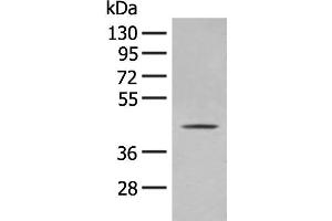 Western blot analysis of A375 cell lysate using OLA1 Polyclonal Antibody at dilution of 1:400 (OLA1 anticorps)
