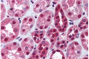 Human Kidney (formalin-fixed, paraffin-embedded) stained with DNMT1 antibody ABIN290479 at 2. (DNMT1 anticorps  (AA 177-550))