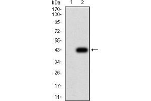 Western blot analysis using TFAP2C mAb against HEK293 (1) and TFAP2C (AA: 341-450)-hIgGFc transfected HEK293 (2) cell lysate.