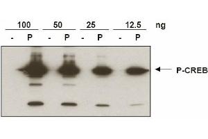 Anti-CREB pS133 was used to detect phosphorylated CREB by immunoblot. (CREB1 anticorps  (pSer133))