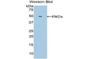 Western Blotting (WB) image for anti-Epiregulin (EREG) (AA 30-169) antibody (ABIN3205795) (Epiregulin anticorps  (AA 30-169))