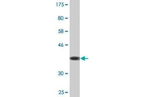 Western Blot detection against Immunogen (36.