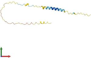 AlphaFold protein structure predicition of Human Recombinant BEX4 Protein, UniprotID Q9NWD9