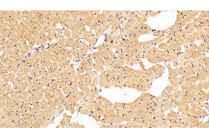 Detection of ANGPTL4 in Rat Cardiac Muscle Tissue using Polyclonal Antibody to Angiopoietin Like Protein 4 (ANGPTL4)
