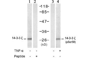 Image no. 2 for anti-14-3-3 zeta (YWHAZ) (pSer58) antibody (ABIN196916) (14-3-3 zeta anticorps  (pSer58))