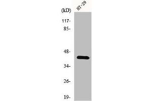 Western Blot analysis of K562 cells using GPR92 Polyclonal Antibody (LPAR5 anticorps  (Internal Region))