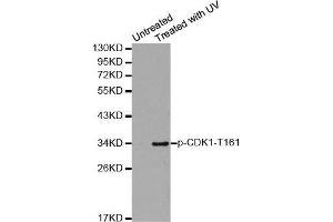 Western blot analysis of extracts from Hela cells using Phospho-CDK1-T161 antibody. (CDK1 anticorps  (pThr161))