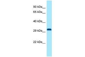 Host: Rabbit Target Name: Dlx1 Antibody Dilution: 1.