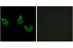 Immunofluorescence analysis of A549 cells, using EFEMP2 Antibody. (FBLN4 anticorps  (AA 91-140))