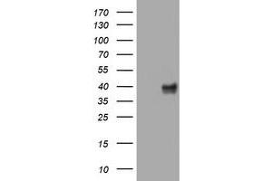 Image no. 3 for anti-Wingless-Type MMTV Integration Site Family, Member 3 (WNT3) (AA 128-355) antibody (ABIN1490900) (WNT3 anticorps  (AA 128-355))