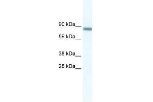 GATAD2A antibody (20R-1164) used at 0. (GATAD2A anticorps  (N-Term))