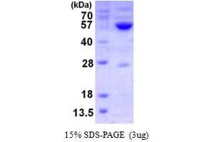 SDS-PAGE (SDS) image for Glycine Amidinotransferase (L-Arginine:glycine Amidinotransferase) (GATM) (AA 38-423) protein (His tag) (ABIN7279733)