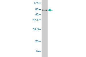 Western Blot detection against Immunogen (82. (ARHGEF5 anticorps  (AA 1-519))