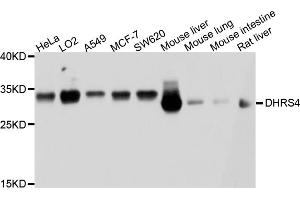 Western blot analysis of extracts of various cell lines, using DHRS4 antibody (ABIN4903479) at 1:1000 dilution. (DHRS4 anticorps)