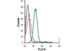 Cell surface detection of KV1.