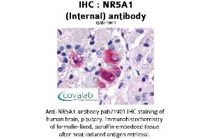 Image no. 1 for anti-Nuclear Receptor Subfamily 5, Group A, Member 1 (NR5A1) (Internal Region) antibody (ABIN1737514) (NR5A1 anticorps  (Internal Region))