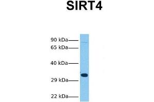 Host:  Rabbit  Target Name:  SIRT4  Sample Tissue:  Human HepG2  Antibody Dilution:  1. (SIRT4 anticorps  (N-Term))