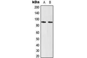 Western blot analysis of STAT5 expression in HeLa (A), Raw264. (STAT5A anticorps  (C-Term))