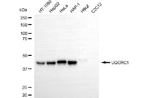 Western blotting analysis using UQCRC1 antibody (ABIN7800702). (UQCRC1 anticorps)