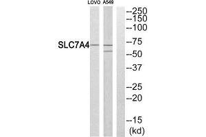 Western Blotting (WB) image for anti-Solute Carrier Family 7 (Cationic Amino Acid Transporter, Y+ System), Member 4 (SLC7A4) (C-Term) antibody (ABIN1851039) (SLC7A4 anticorps  (C-Term))