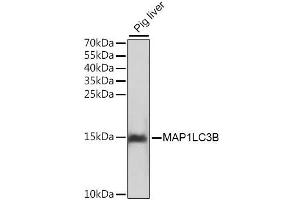 Western blot analysis of extracts of pig liver, using MAP1LC3B antibody. (LC3B anticorps)