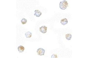 Image no. 2 for anti-ORAI Calcium Release-Activated Calcium Modulator 3 (ORAI3) (N-Term) antibody (ABIN318923)