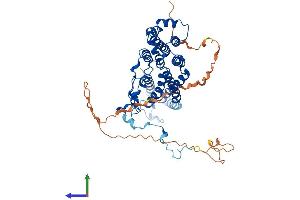AlphaFold protein structure predicition of Human Recombinant BEST2 Protein, UniprotID Q8NFU1