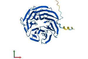 AlphaFold protein structure predicition of Human Recombinant WDR83 Protein, UniprotID Q9BRX9