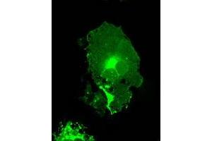 Image no. 2 for anti-Fc Fragment of IgG, Low Affinity IIa, Receptor (CD32) (FCGR2A) antibody (ABIN1497261) (FCGR2A anticorps)