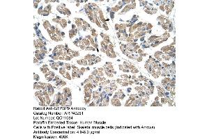 Rabbit Anti-GTPBP9 Antibody  Paraffin Embedded Tissue: Human Muscle Cellular Data: Skeletal muscle cells Antibody Concentration: 4. (OLA1 anticorps  (N-Term))