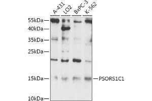 Western blot analysis of extracts of various cell lines, using PSORS1C1 antibody (ABIN7269742) at 1:1000 dilution.