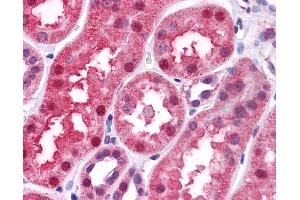 Immunohistochemistry (IHC) image for anti-Bone Morphogenetic Protein 7 (BMP7) (N-Term) antibody (ABIN2779568)