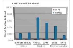 Chromatin Immunoprecipitation of Histone H3 [Dimethyl Lys9] Antibody.