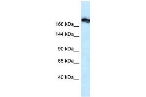 Western Blot showing Tjp1 antibody used at a concentration of 1. (TJP1 anticorps  (N-Term))