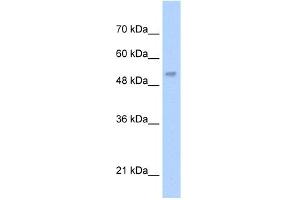 WB Suggested Anti-LCAT Antibody Titration:  5. (LCAT anticorps  (N-Term))